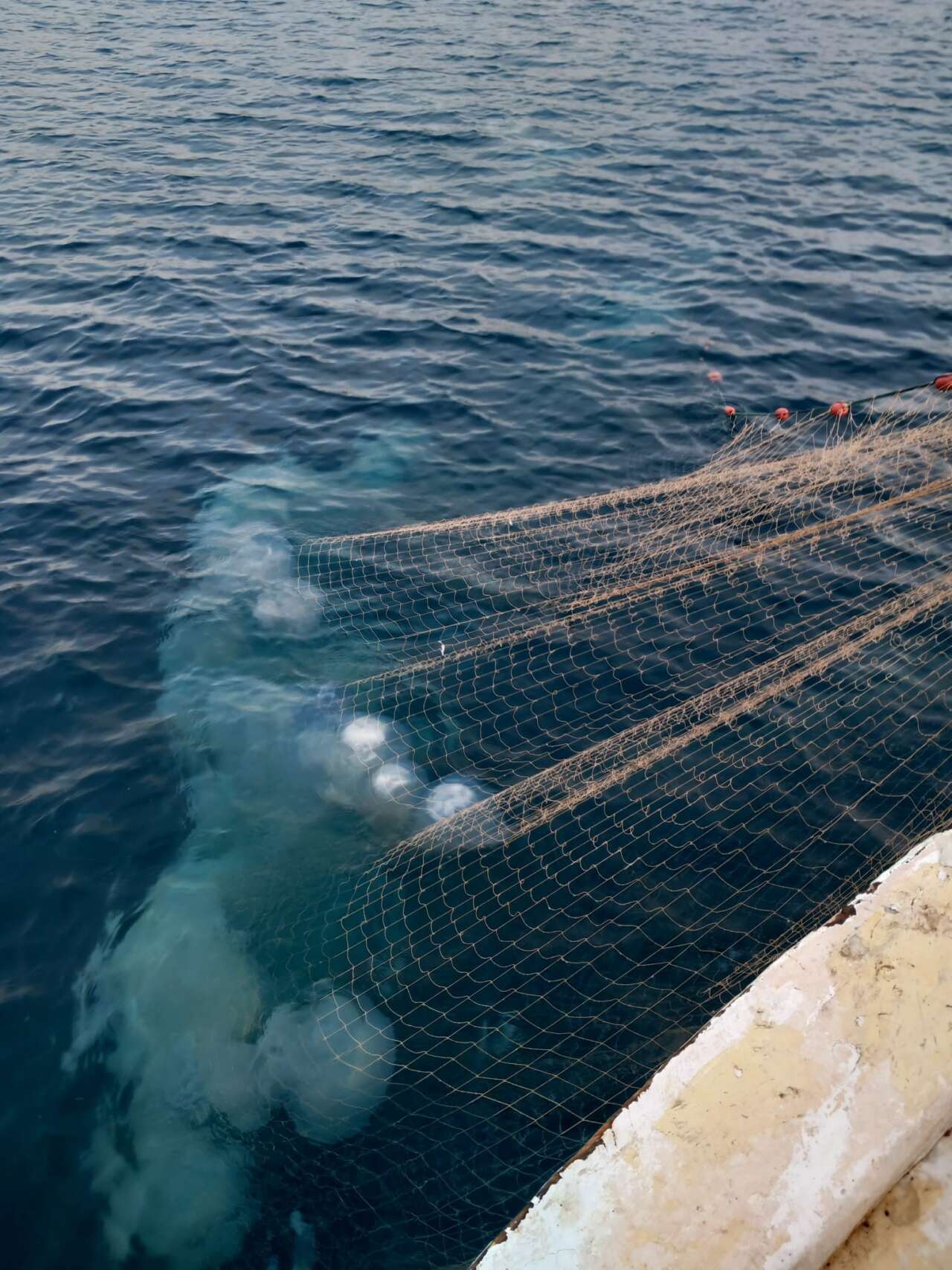 Antalyalı Balıkçıların Kabusu Oldu 1